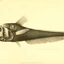 Imagem de Hymenocephalus aterrimus Gilbert 1905