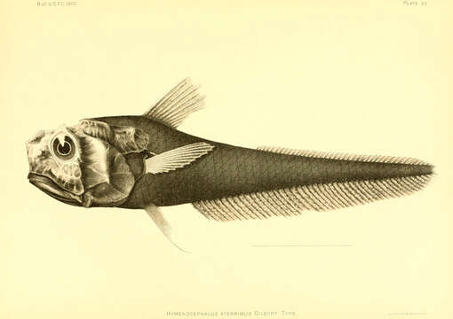 Image de Hymenocephalus