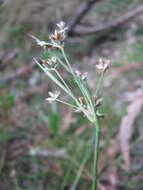 Image of common woodrush