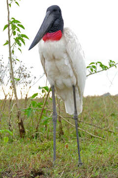 Image of Jabiru Hellmayr 1906