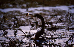 Image of anhingas and darters