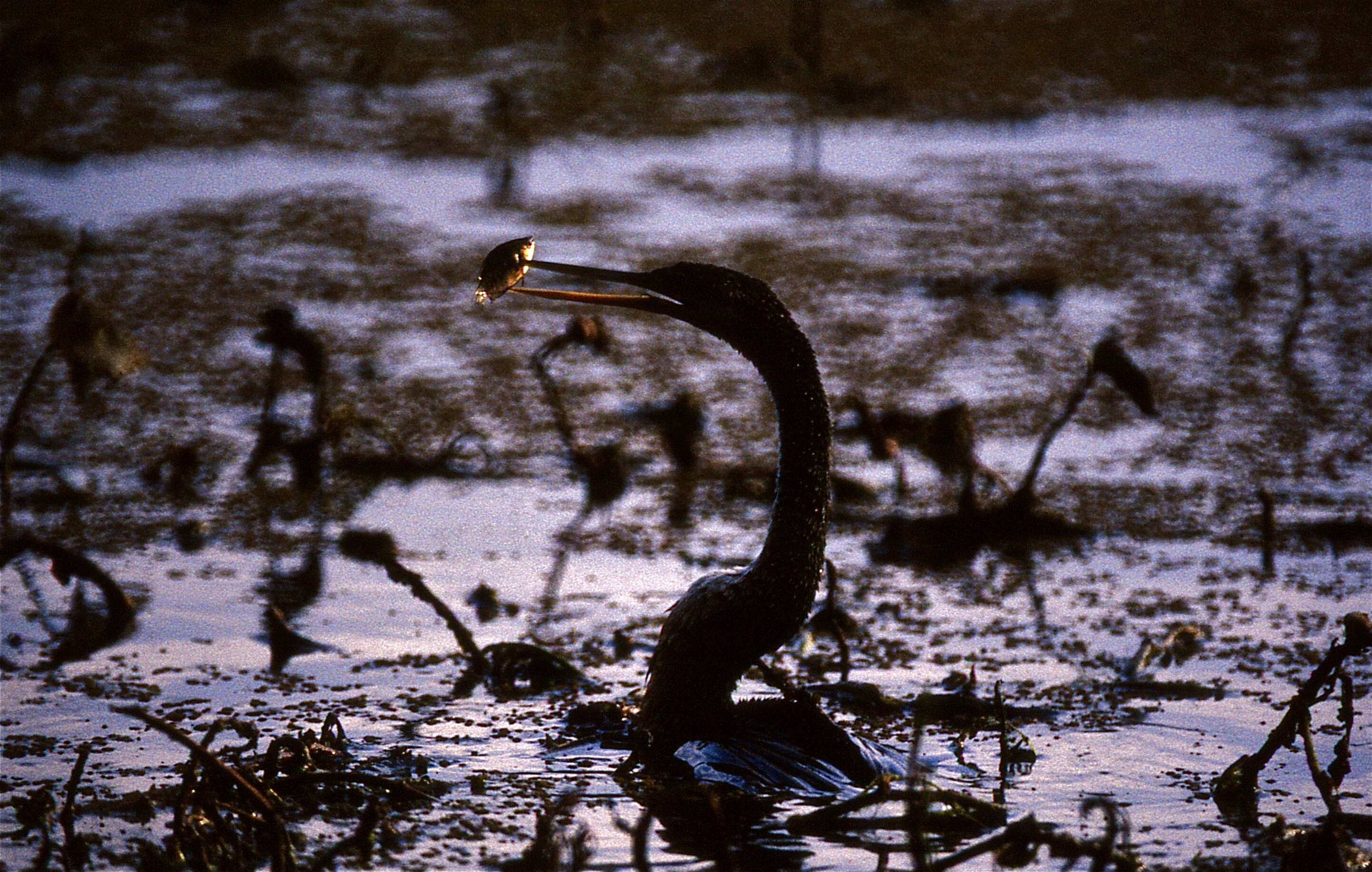 Image of anhingas and darters