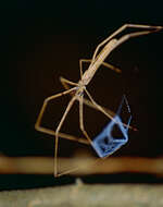 Image of Ogrefaced spider