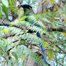 Image of Andean Motmot