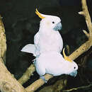 Image of Citron-crested Cockatoo