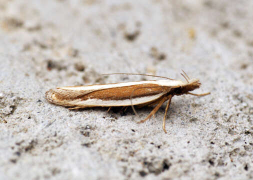 Image of Juniper webworm