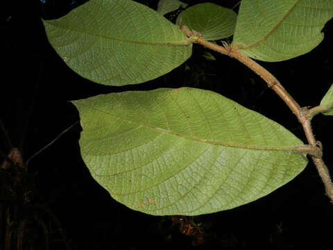 Image of Dichapetalum hammelii G. T. Prance