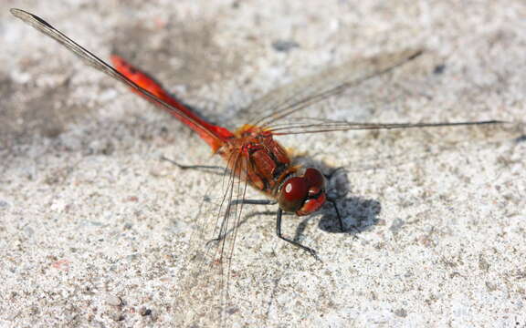 Image of Sympetrum Newman 1833