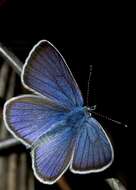 Image of common blue