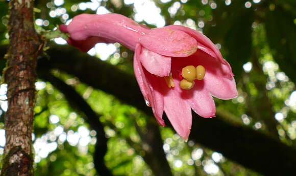 Image of Passiflora amoena L. K. Escobar