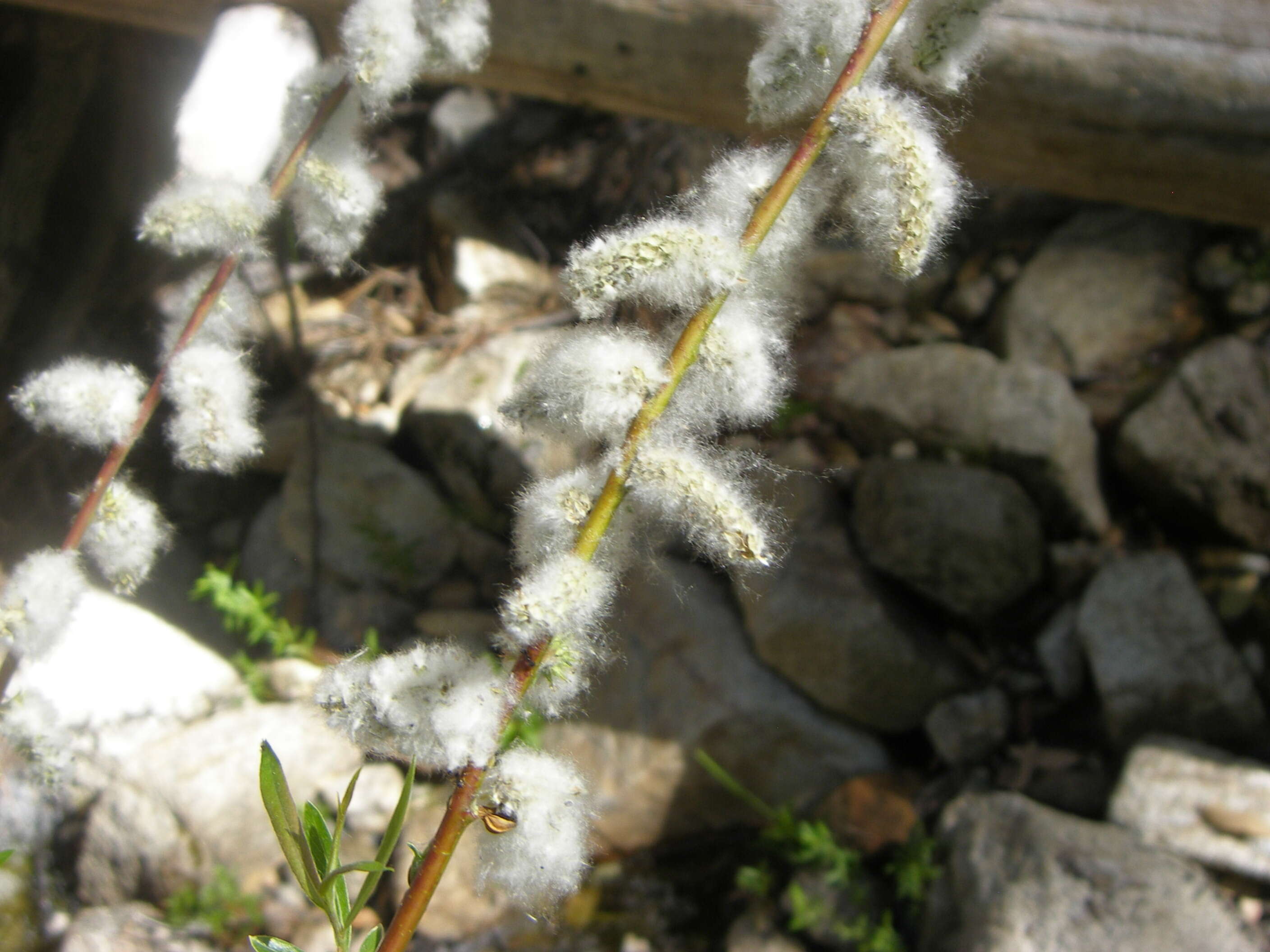 Image of narrowleaf willow