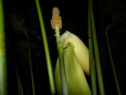 Image of Cyclanthus