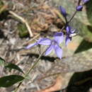 Image of Veronica perfoliata (R. Br.)