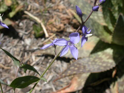 Image of Veronica perfoliata (R. Br.)