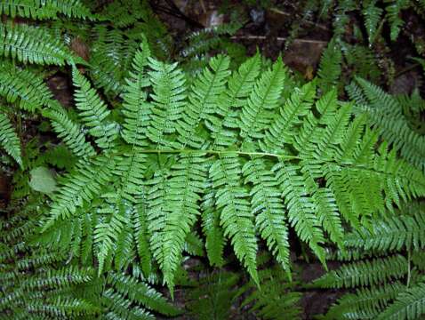 Image of Lady-fern