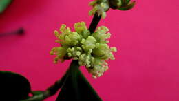 صورة Chaetocarpus