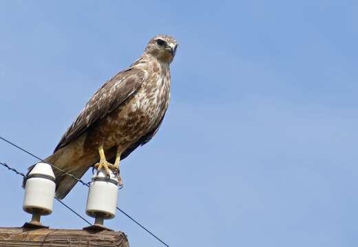 Imagem de Buteo buteo vulpinus (Gloger 1833)