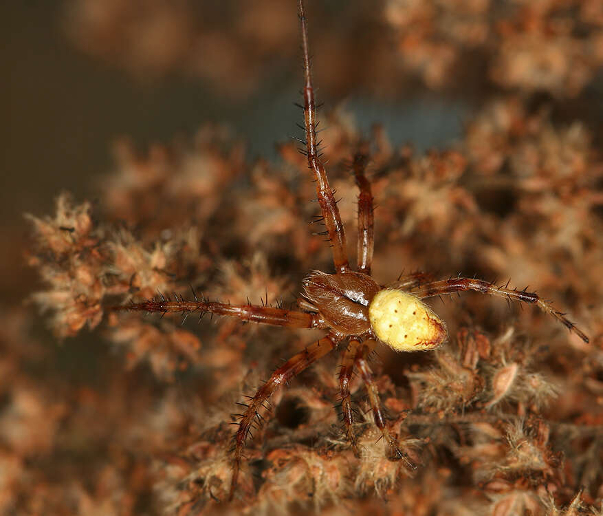 Image of Araneus