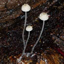 Image of Mycena albidocapillaris Grgur. & T. W. May 1997