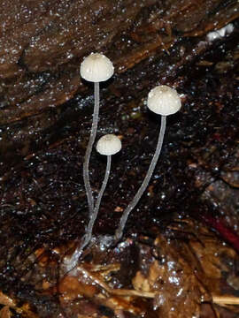 Image of Mycena albidocapillaris Grgur. & T. W. May 1997