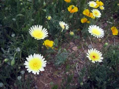 Image de Malacothrix californica DC.