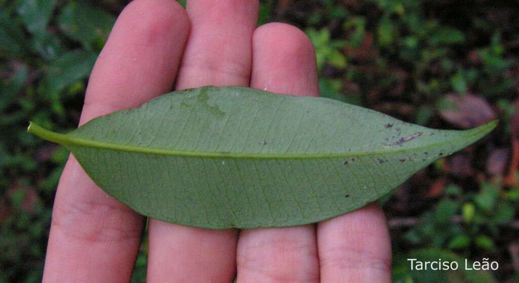 Слика од Symphonia globulifera L. fil.