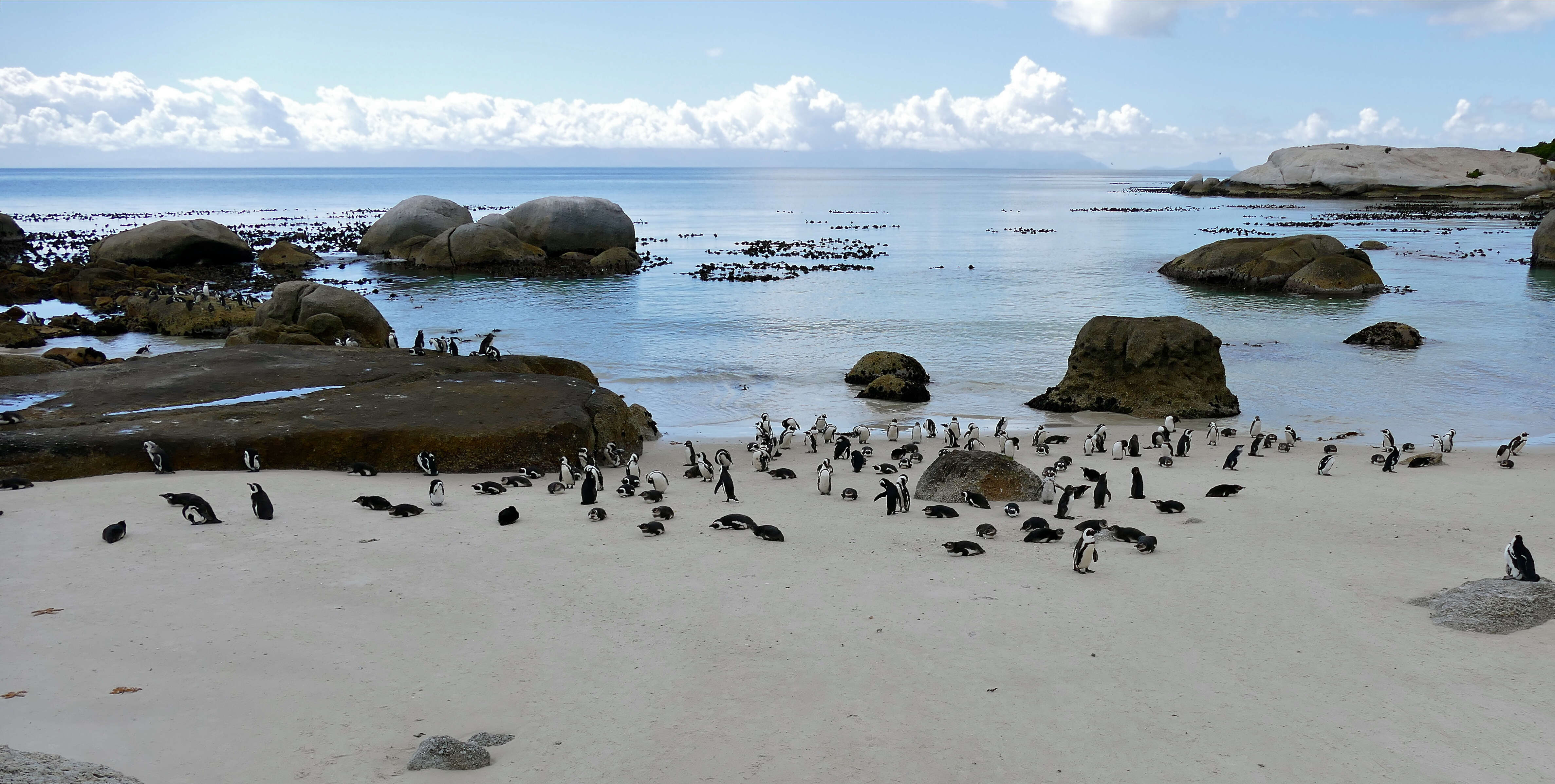 Image of African Penguin