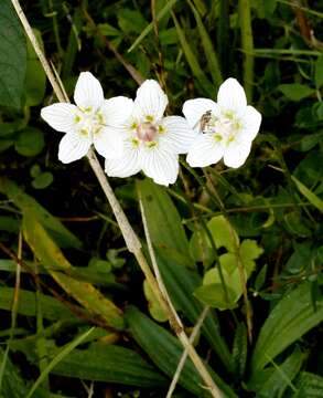 Слика од Parnassia palustris L.