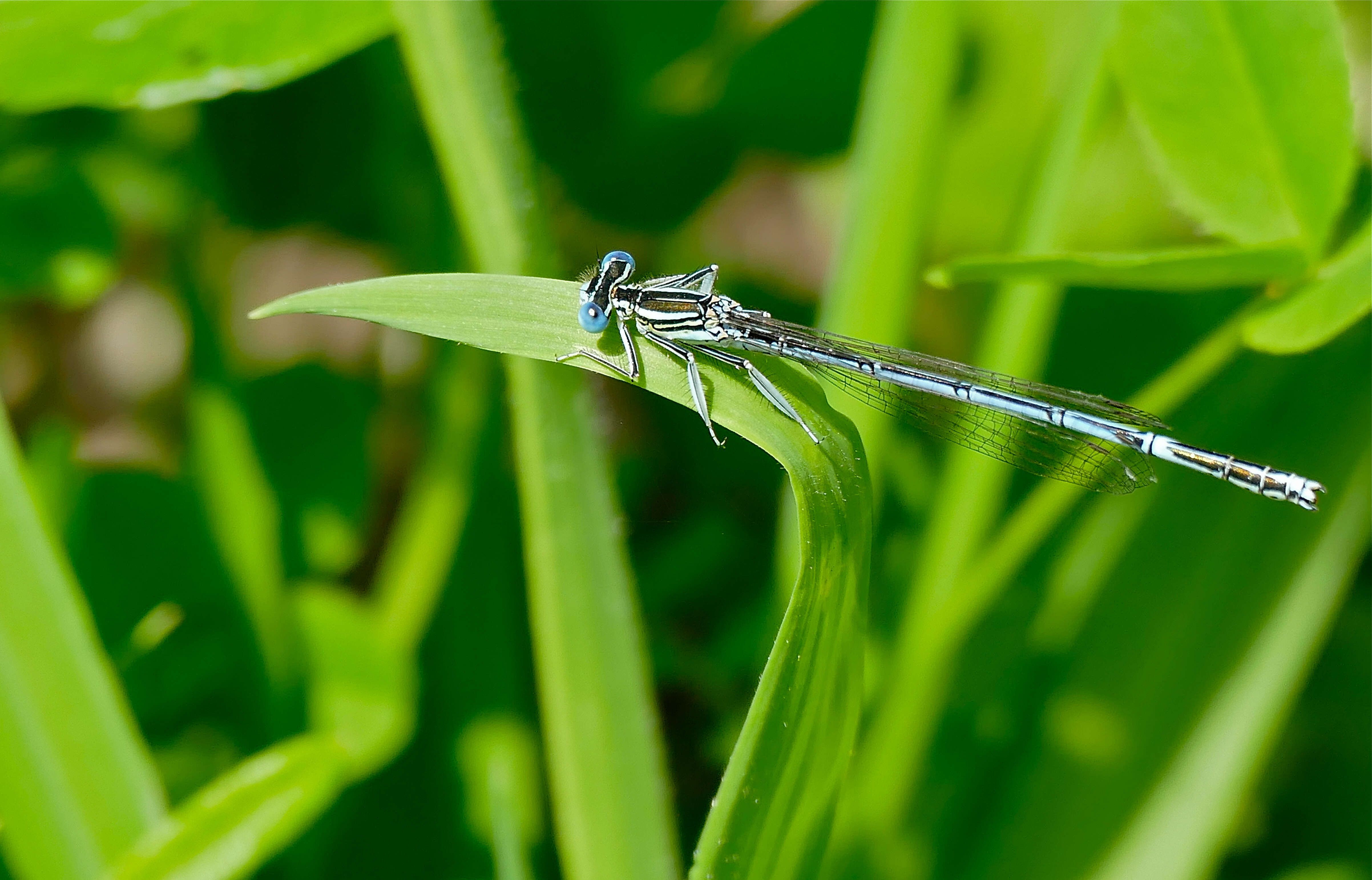 Image of Platycnemis Burmeister 1839