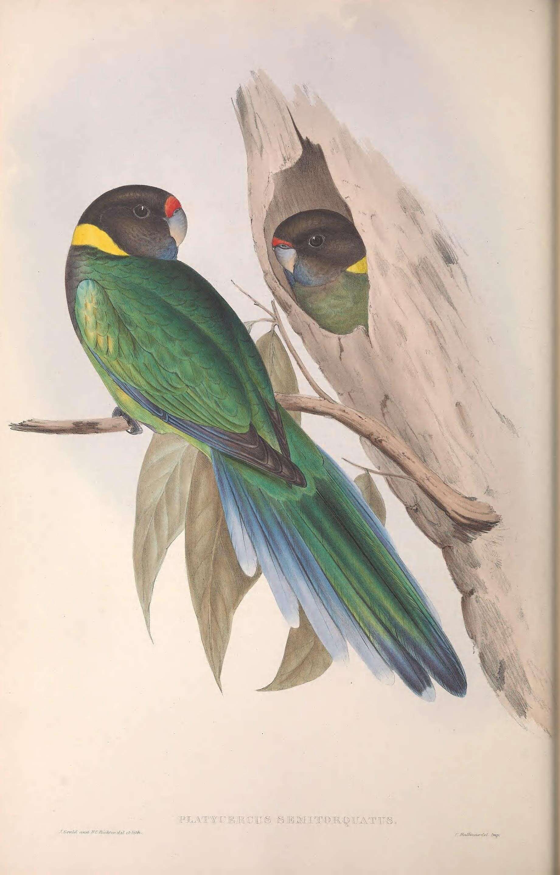 Image of Barnardius zonarius semitorquatus (Quoy & Gaimard 1832)