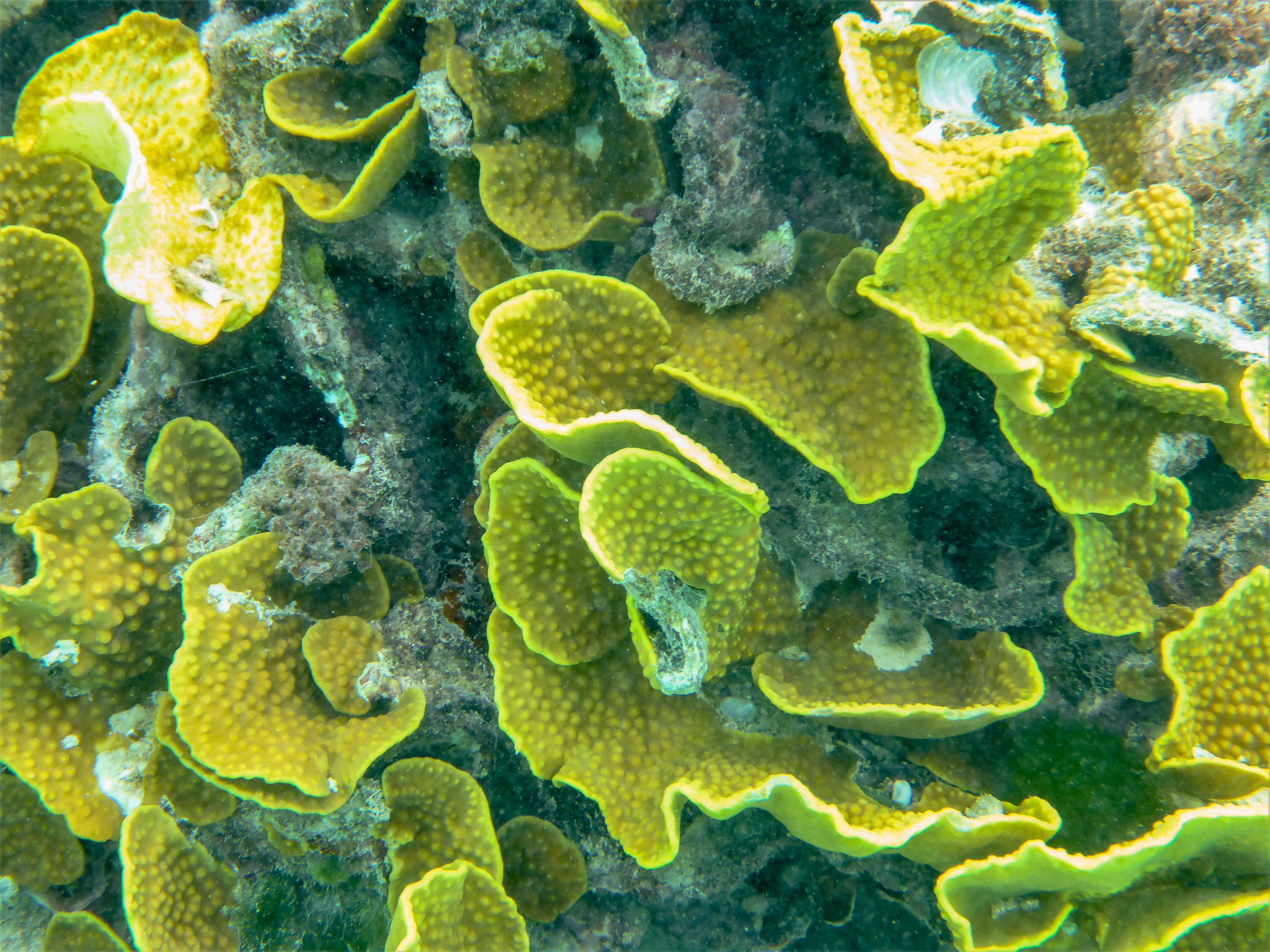 Image of Cactus Coral