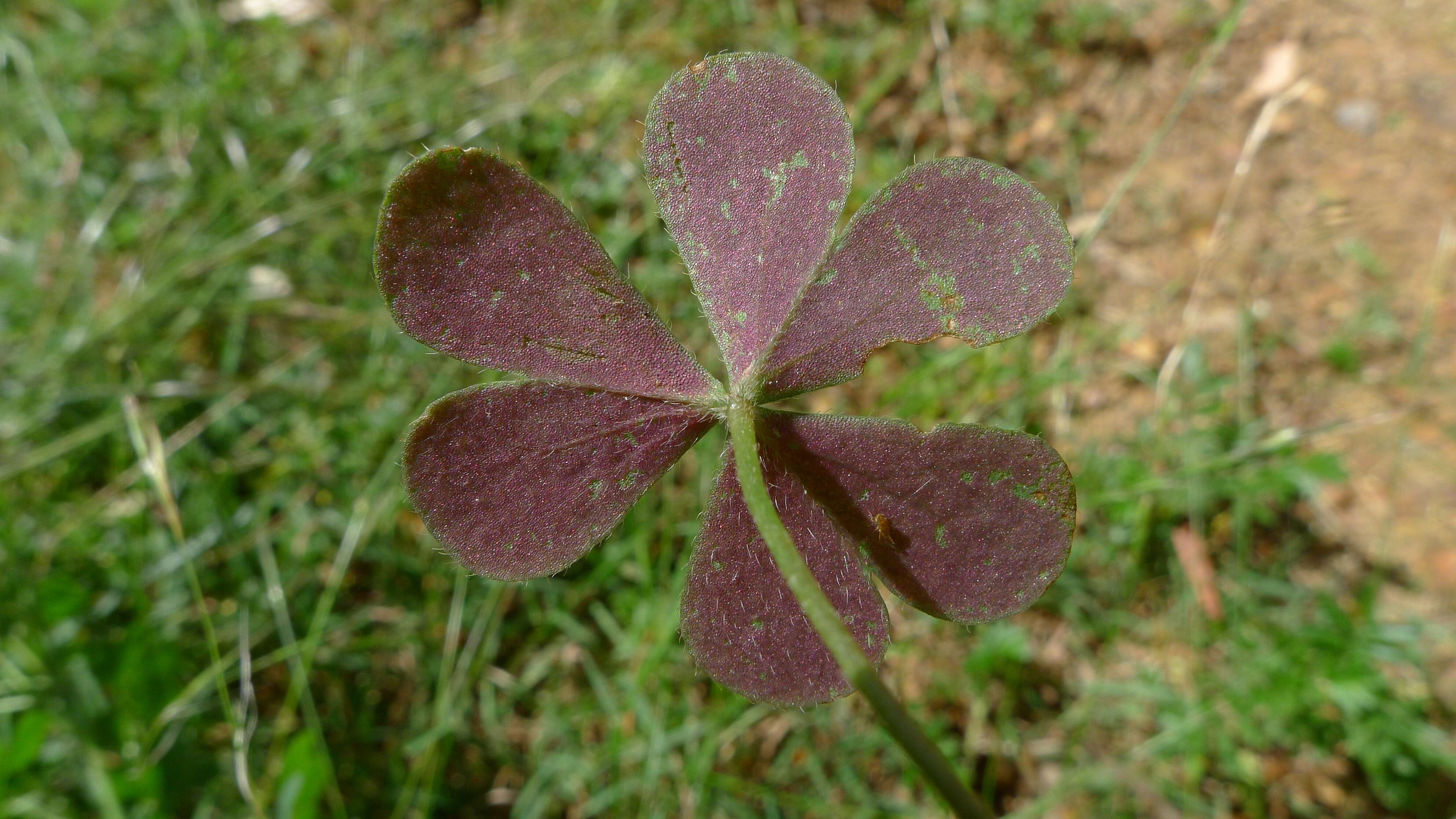 Oxalis perennans Haw.的圖片