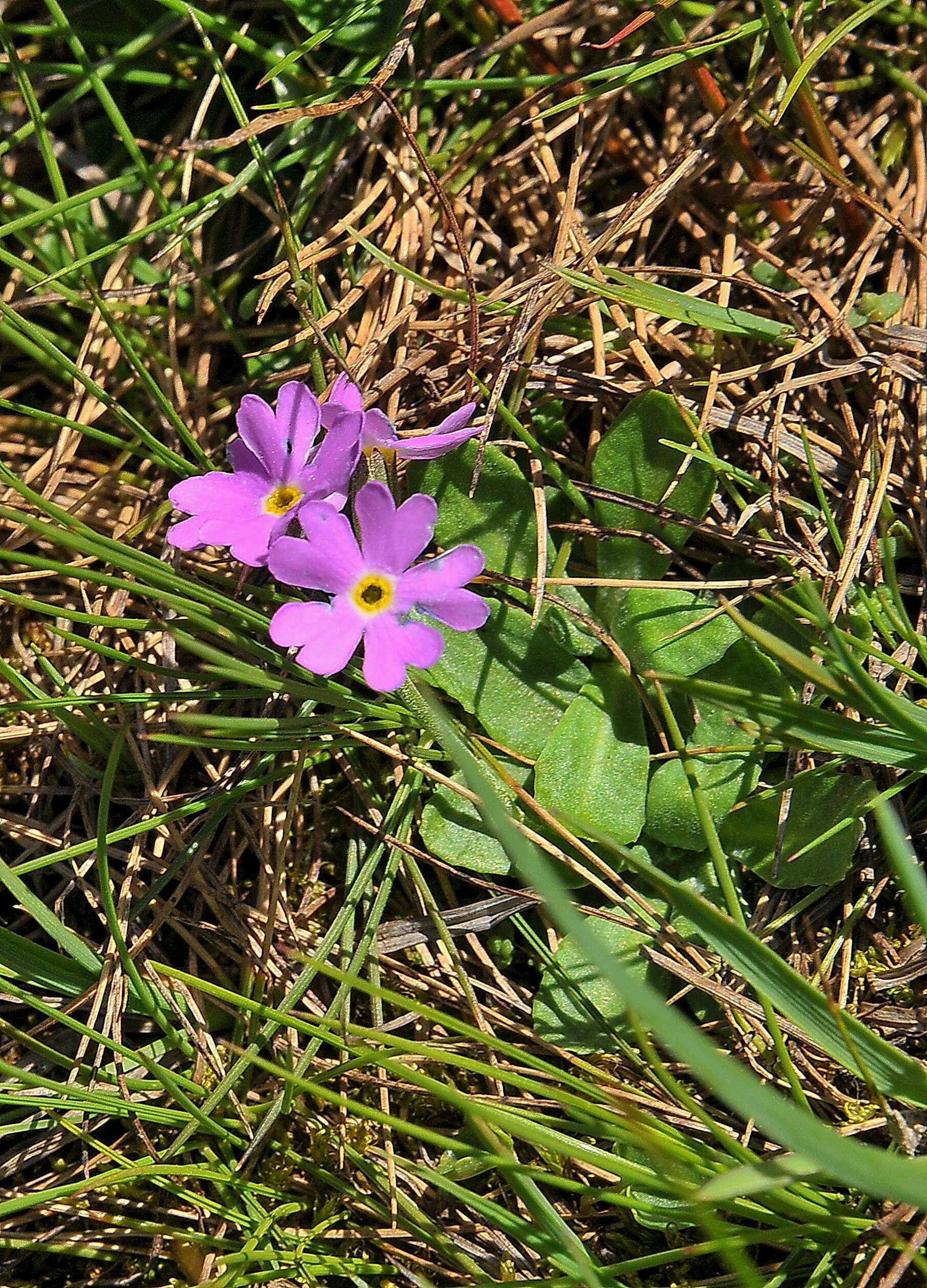 Plancia ëd Primula farinosa L.