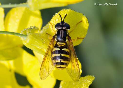 Image of Chrysotoxum cautum (Harris 1776)