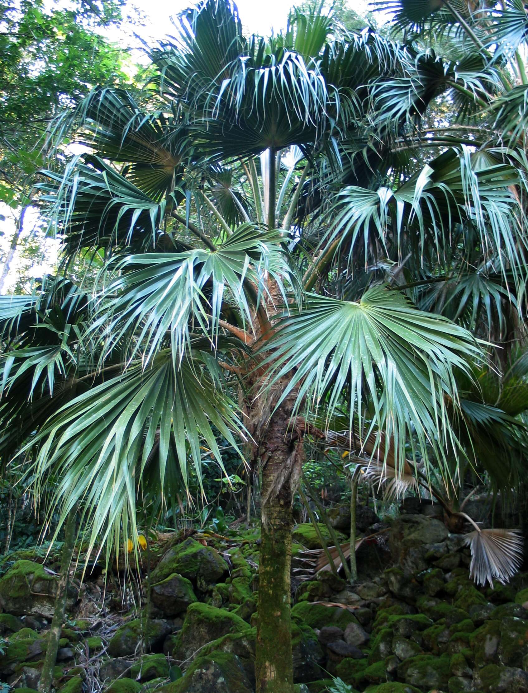 Pritchardia munroi Rock的圖片