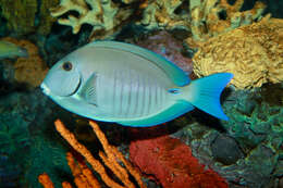 Image of Black Doctorfish