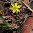 Image of Sisyrinchium luzula Klotzsch ex Klatt