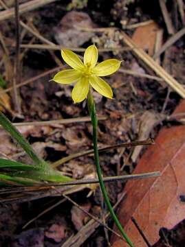 Image de Sisyrinchium luzula Klotzsch ex Klatt