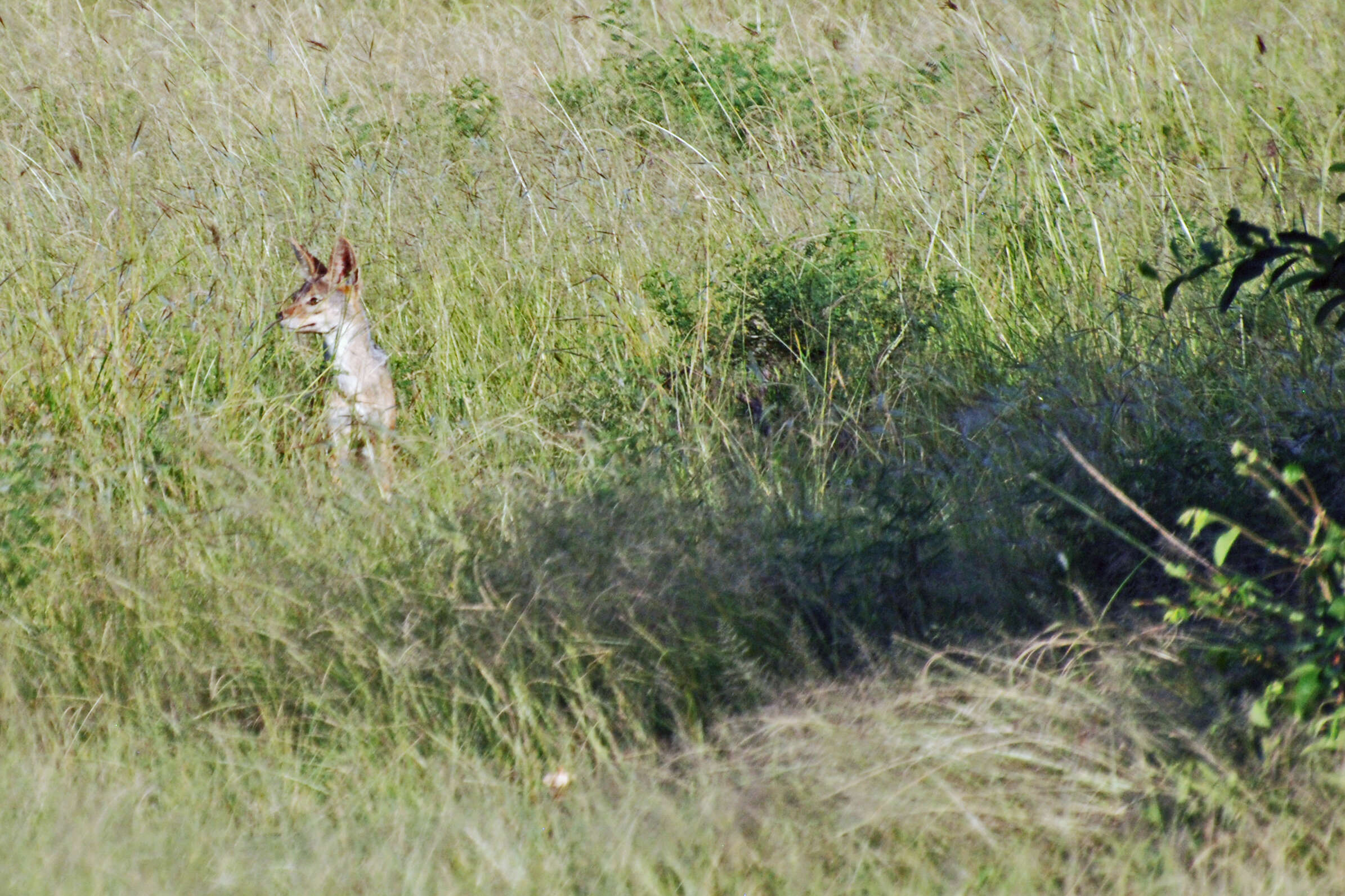 Image of coyote