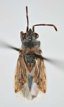 Peritrechus geniculatus (Hahn 1833) resmi