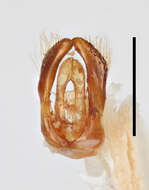 Image of Welted Mason Bee
