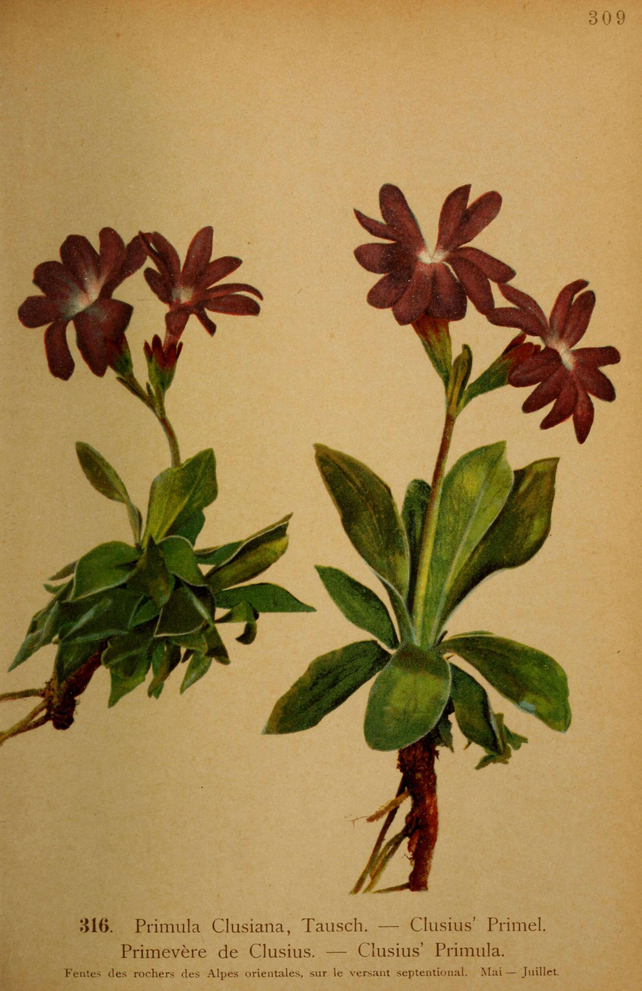 Image of Primula clusiana Tausch