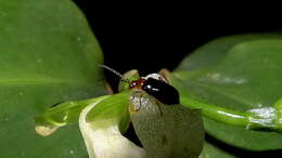 Image of Prayer Plant