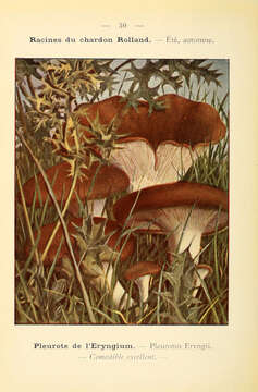 Image of Pleurotus