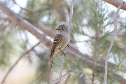 Image of Empidonax Cabanis 1855