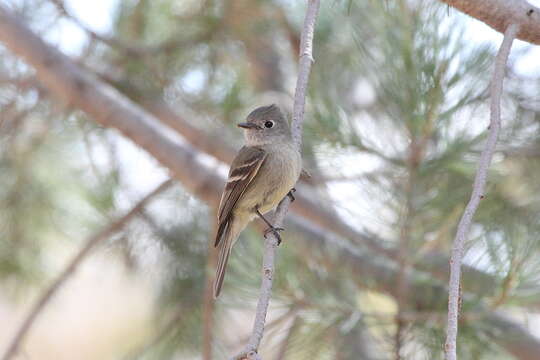 Image of Hammond's Flycatcher