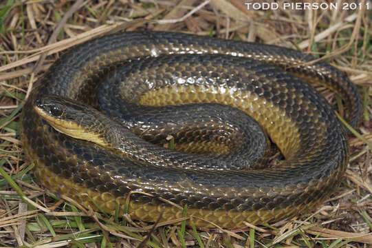 Image of Striped Crayfish Snake