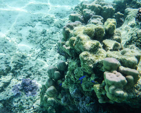 Image of Porites