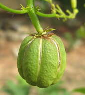 Image of Jatropha variifolia Pax