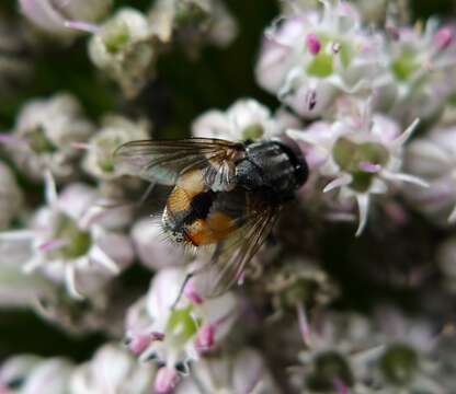 Image of Face Fly